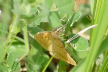 Papillon Ennomos sp.