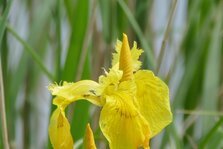 iris des marais