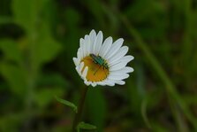 Oedomere noble mâle