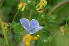 Papillon azuré
